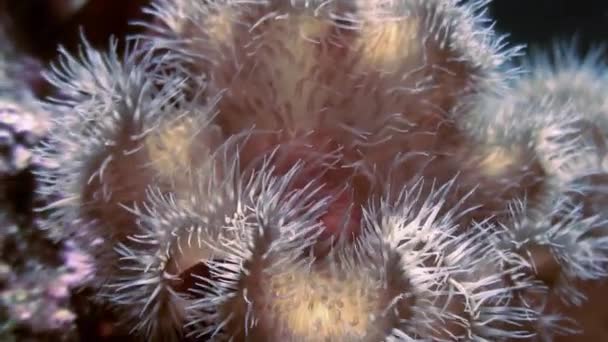 Морські білі анемони актинія на кам'яній підлозі . — стокове відео