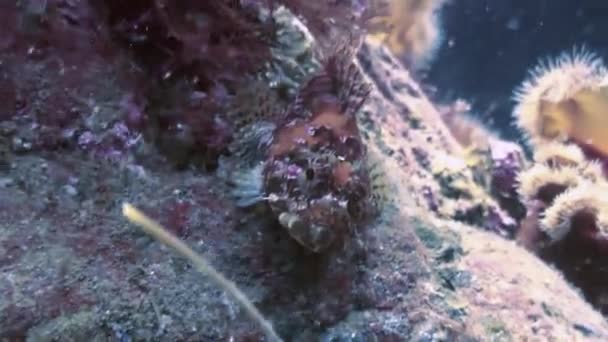 Vis en zee-egels tussen de rotsen op de zeebodem. — Stockvideo