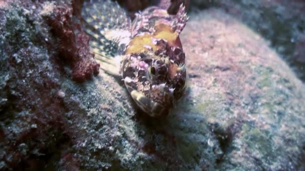 Fische und Seeigel zwischen den Felsen auf dem Meeresboden. — Stockvideo
