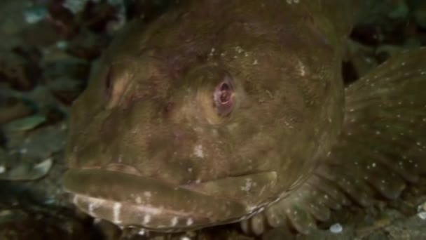 Vis en zee-egels tussen de rotsen op de zeebodem. — Stockvideo