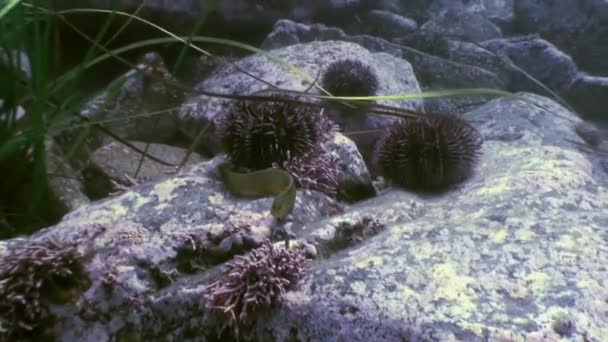 Hal- és tengeri sünök a tengerfenék a sziklák között. — Stock videók