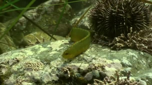 Peces y erizos de mar entre las rocas en el fondo del mar . — Vídeo de stock