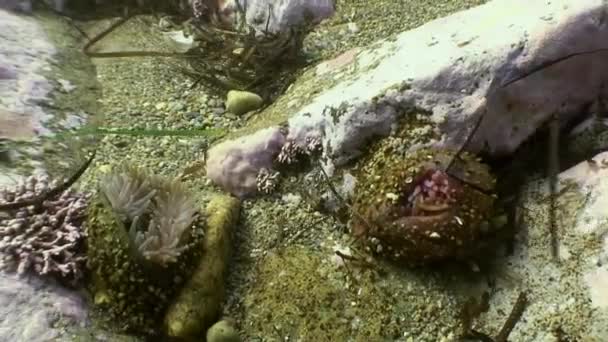 Fische und Seeigel zwischen den Felsen auf dem Meeresboden. — Stockvideo
