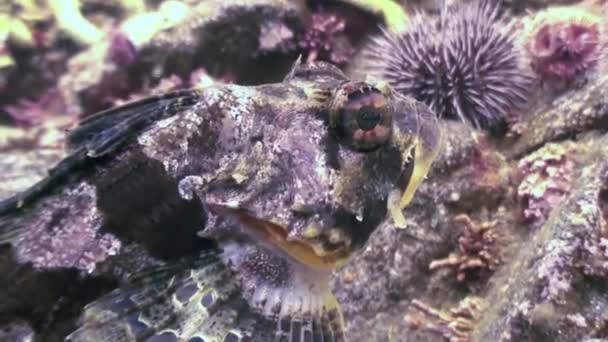 Vis en zee-egels tussen de rotsen op de zeebodem. — Stockvideo