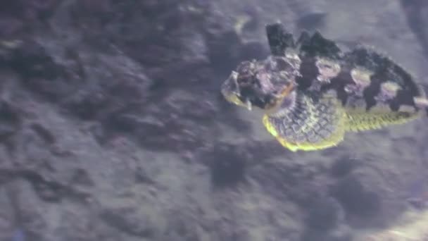 Ryby a mořské ježky mezi skalami na mořském dně. — Stock video