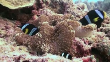 Anemonlar ve palyaço balığı. Yakın Çekim. Maldivler.