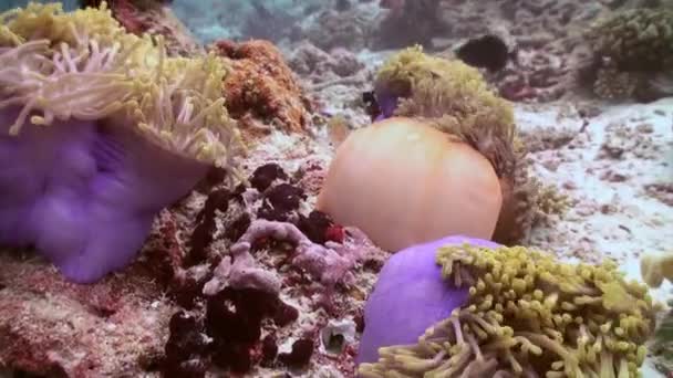 Anemoni e pesci pagliaccio. Colpo ravvicinato. Maldive . — Video Stock