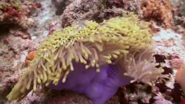 Anemonen und Clownfische. Nahaufnahme. Malediven. — Stockvideo