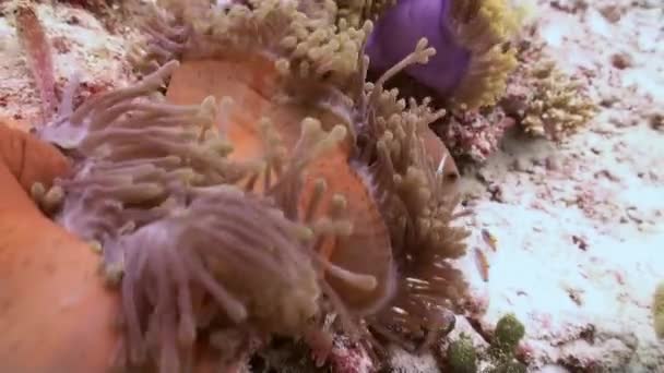 Anemonen und Clownfische. Nahaufnahme. Malediven. — Stockvideo