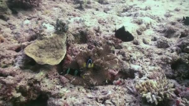 Anemones and clown fish. Close Up Shot. Maldives. — Stock Video