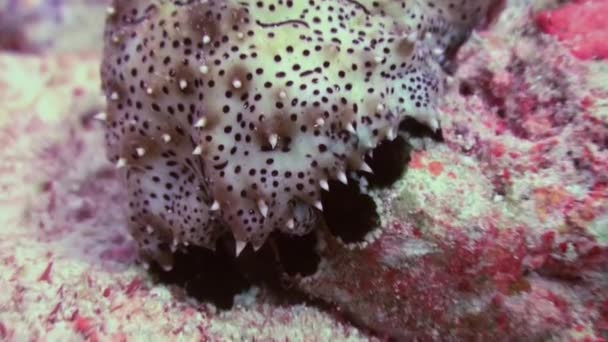 Θαλασσινό αγγούρι μεταξύ των κοραλλιών σε αναζήτηση τροφής. Μακροεντολή. — Αρχείο Βίντεο
