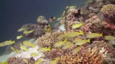 Yiyecek bulmak için resifte tropikal balık sürüsü.