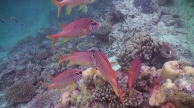 Yiyecek bulmak için resifte tropikal balık sürüsü.