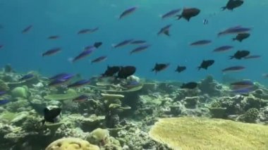 Resifteki tropik balık sürüsü yiyecek arıyor..