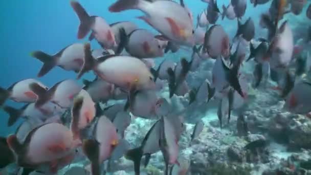 Школа тропічної риби на рифі в пошуках їжі . — стокове відео