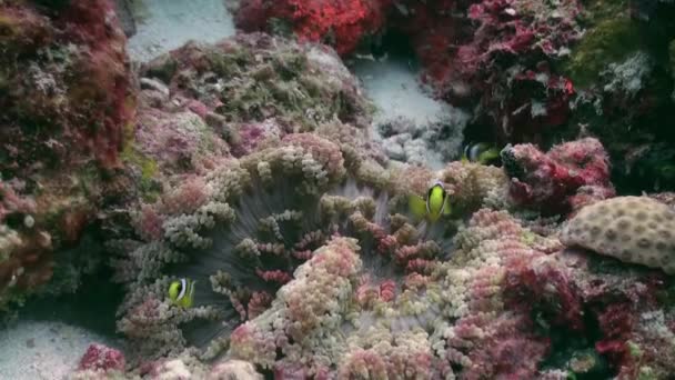 Anemoner och clown fisk. Närbild skott. Maldiverna. — Stockvideo