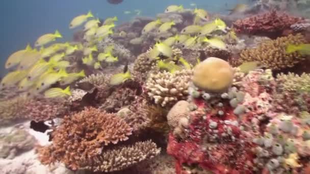 Rebanho de peixes tropicais no recife em busca de comida . — Vídeo de Stock