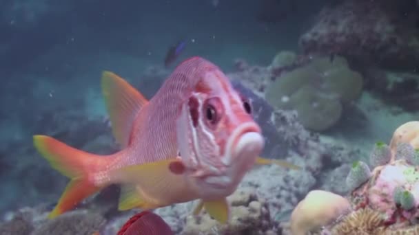 Troupeau de poissons tropicaux sur le récif à la recherche de nourriture . — Video