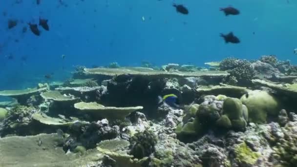 School of tropical fish on reef in search of food. — Stock Video