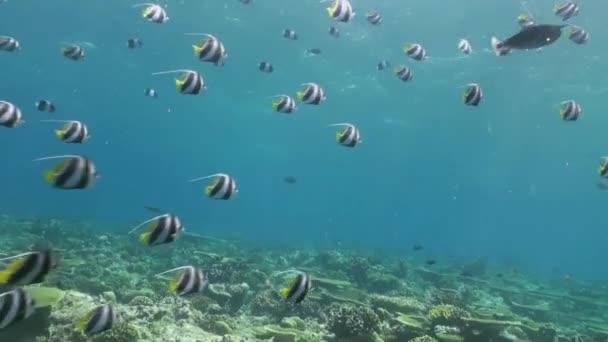 Troupeau de poissons tropicaux sur le récif à la recherche de nourriture . — Video