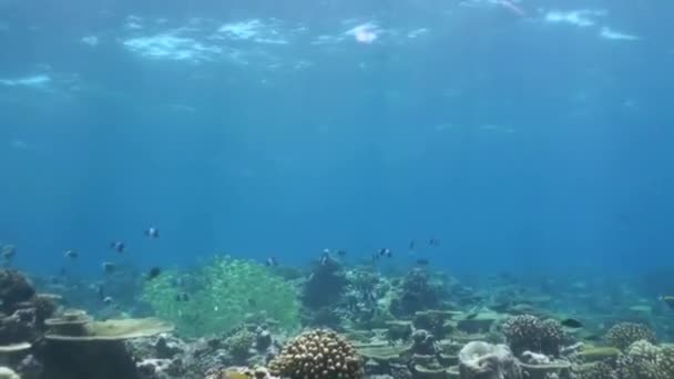 Rebanho de peixes tropicais no recife em busca de comida . — Vídeo de Stock