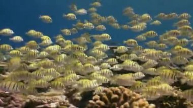 Resifteki tropik balık sürüsü yiyecek arıyor..