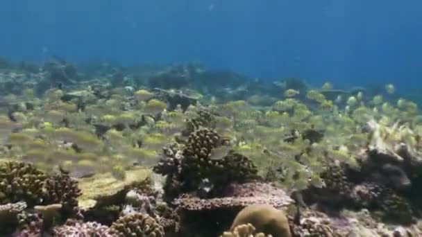 Gregge di pesci tropicali sulla barriera corallina in cerca di cibo . — Video Stock