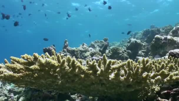 Kudde tropische vissen op rif op zoek naar voedsel. — Stockvideo