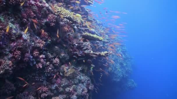 Scuola di pesci tropicali sulla barriera corallina in cerca di cibo. — Video Stock