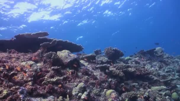 School of tropical fish on reef in search of food. — Stock Video
