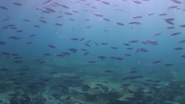 Schwarm tropischer Fische auf der Suche nach Nahrung am Riff. — Stockvideo