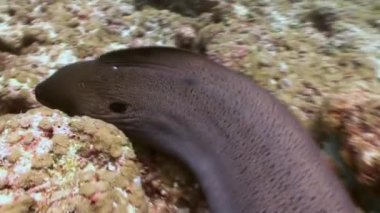 Large moray eel swimming on reef in search of food