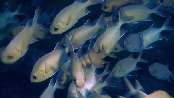 Ecole de poissons tropicaux sur le récif à la recherche de nourriture.