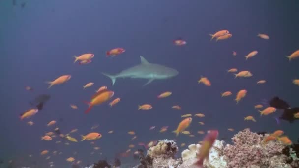 食料を求めてサンゴ礁の上の熱帯魚の学校. — ストック動画