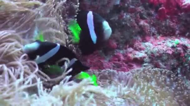 Szkoła tropikalnych ryb na rafie w poszukiwaniu pożywienia. — Wideo stockowe