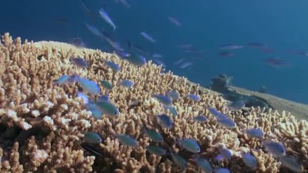 Escuela de peces tropicales en arrecife en busca de comida. — Vídeos de Stock