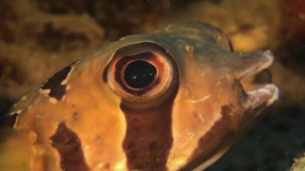 Blackspotted kirpi balığı balık pufferfish. Yakın çekim. — Stok video