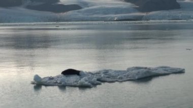 Leopard Seal Arktik bir Buzdağı üzerinde uyku.