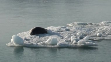 Leopard Seal Arktik bir Buzdağı üzerinde uyku.