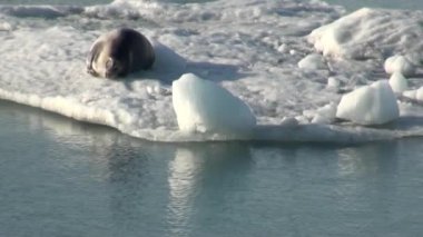 Leopard Seal Arktik bir Buzdağı üzerinde uyku.