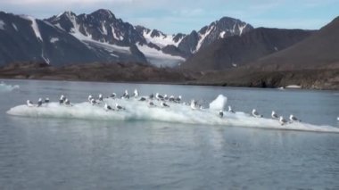 Martılar sit ve Arctic bir buzdağı float.