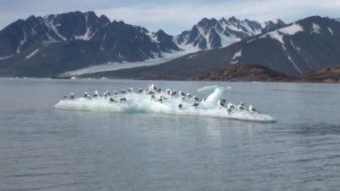 Martılar sit ve Arctic bir buzdağı float.
