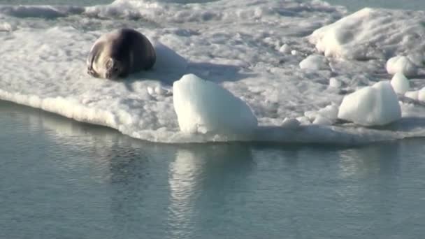 Sello de leopardo durmiendo en un iceberg en el Ártico . — Vídeos de Stock