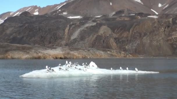 Seagulls sit and float on an iceberg in Arctic. — Stock Video