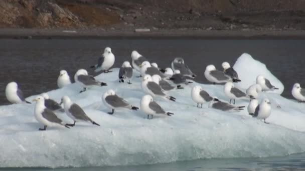 Las gaviotas se sientan y flotan en un iceberg en el Ártico . — Vídeo de stock