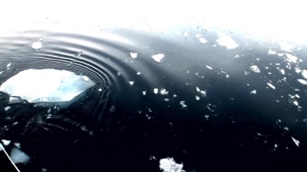 Svævede ved siden af en isflage isbryder i Arktis . – Stock-video
