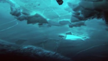 Arctic coğrafi Kuzey Kutbu'ndaki tüplü dalış.