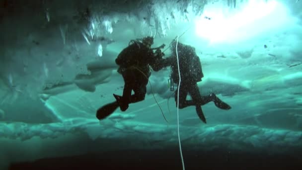 Duiken in noordpoolgebied op geografische noordpool. — Stockvideo