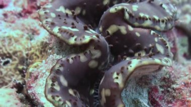 Deniz tarağı Tridacna maxima. Sualtı deniz yaşamı.