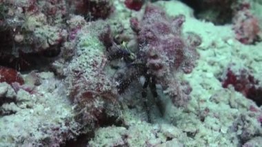 Kanser keşiş asker Yengeç Pagurian alt çalışır.